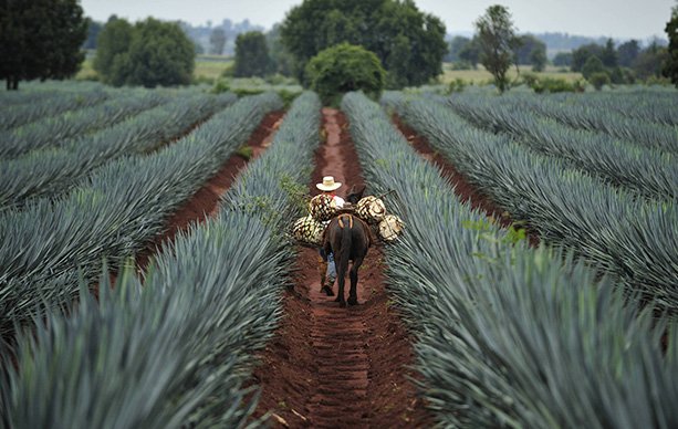 Tequila Filo de Agave Sipping Tequila from Jalisco v001
